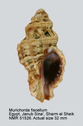 Murichorda fiscellum.jpg - Murichorda fiscellum (Gmelin,1791)